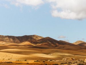 Bilutleie & leiebil Fuerteventura lufthavn